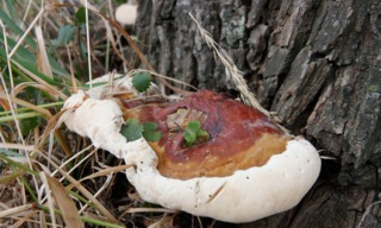 VTA (Controle boomveiligheidscontrole) 