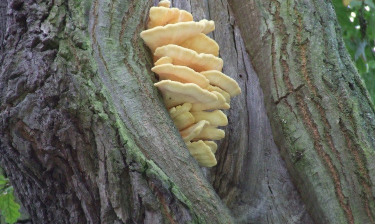 VTA (Controle boomveiligheidscontrole) 